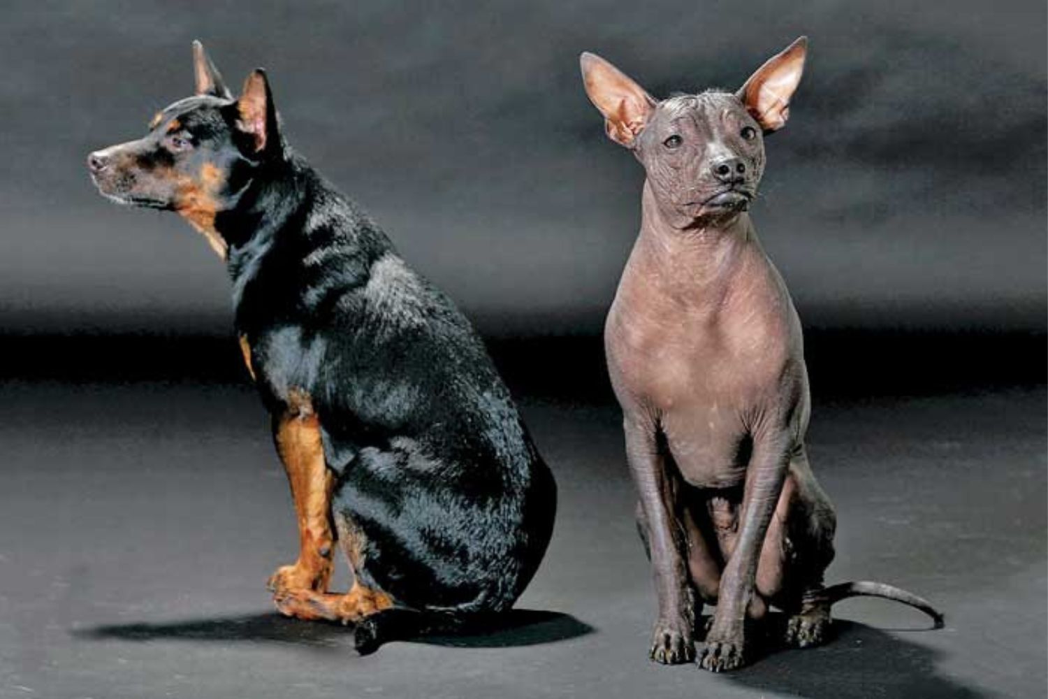 A vida dos cães na civilização maia pode surpreender — eles tinham status e uma dieta privilegiada