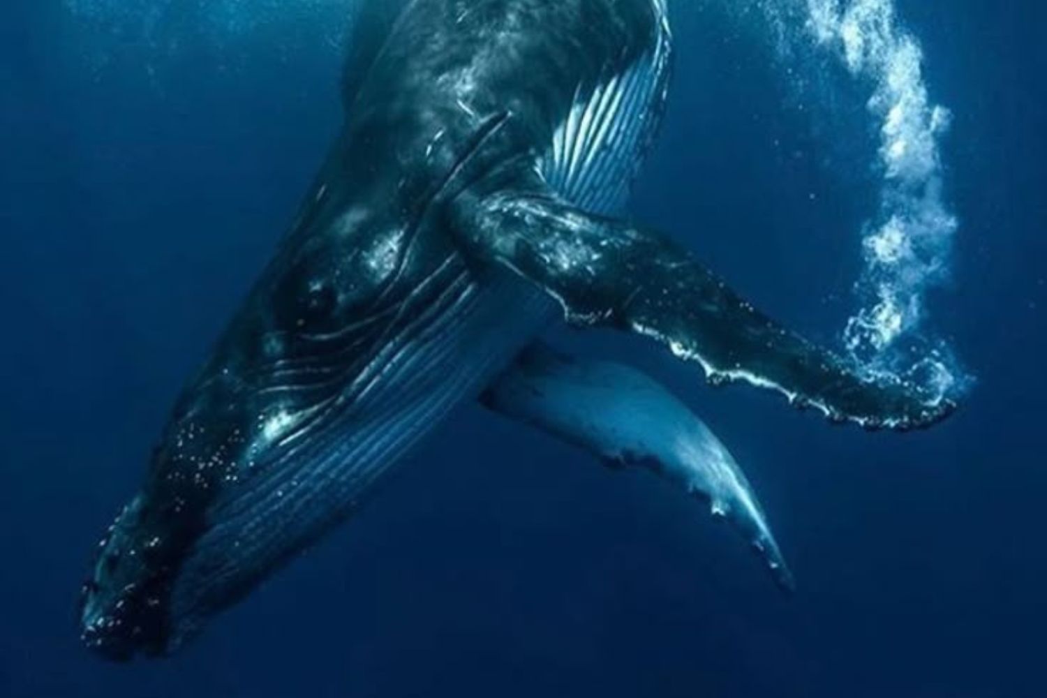 Criaturas estranhas surgem quando uma baleia afunda no oceano