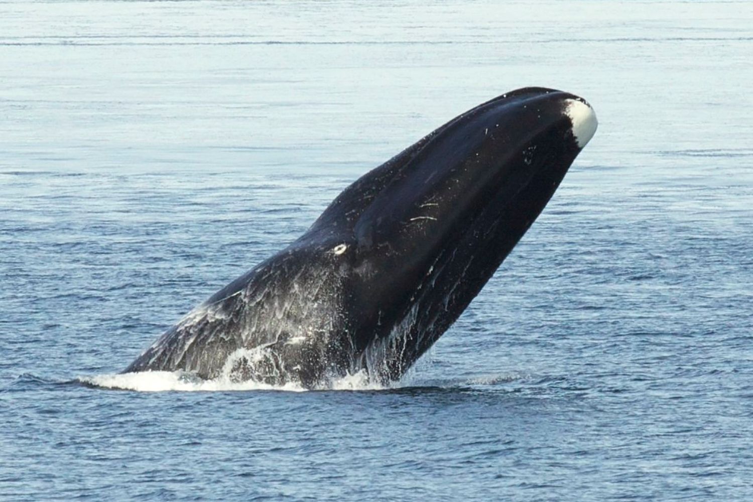 Animal que vive mais de 200 anos revela pista sobre envelhecimento