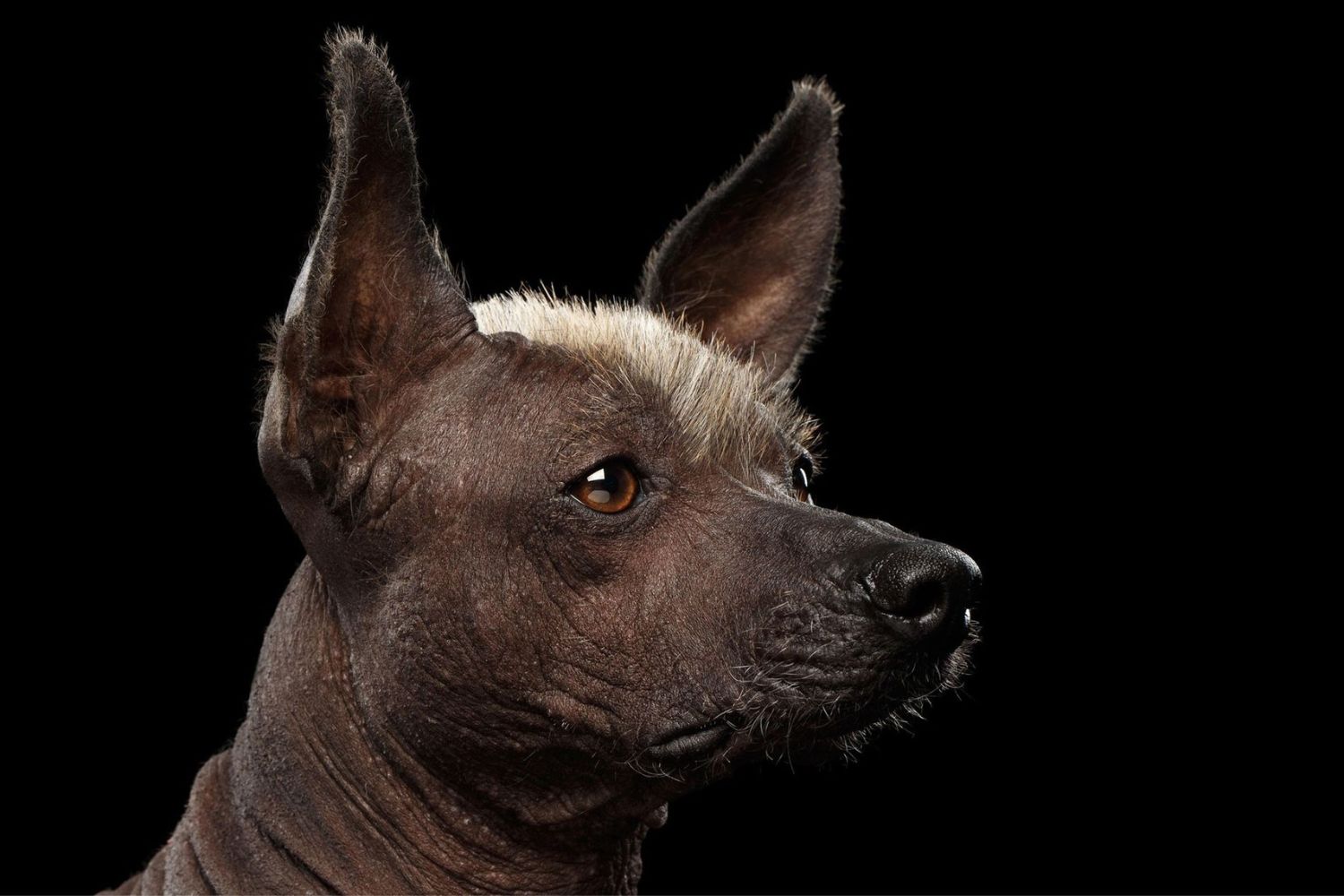 A vida dos cães na civilização maia pode surpreender — eles tinham status e uma dieta privilegiada