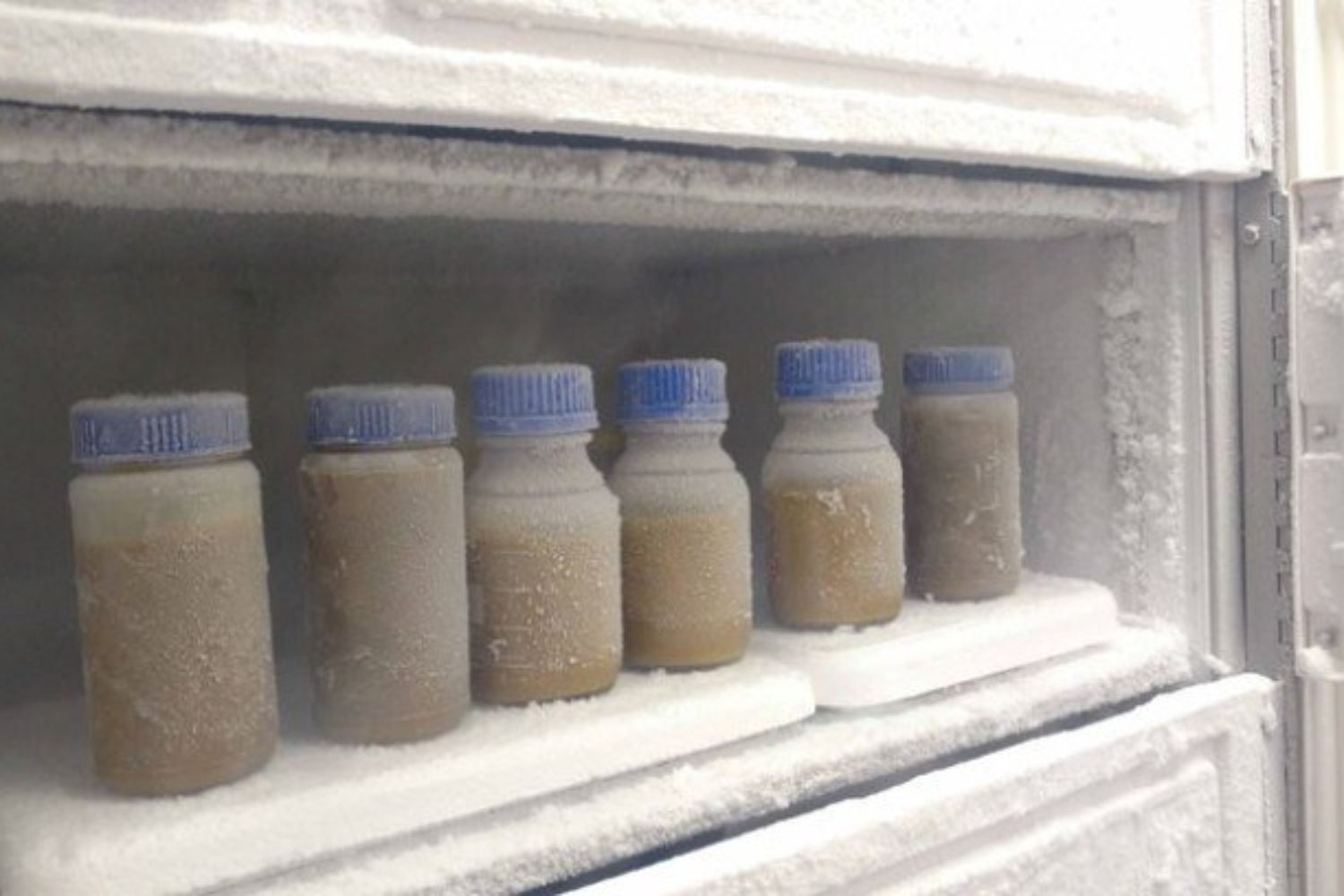Transplante de fezes para aumentar fertilidade: o experimento com ratos que pode revolucionar a saúde reprodutiva