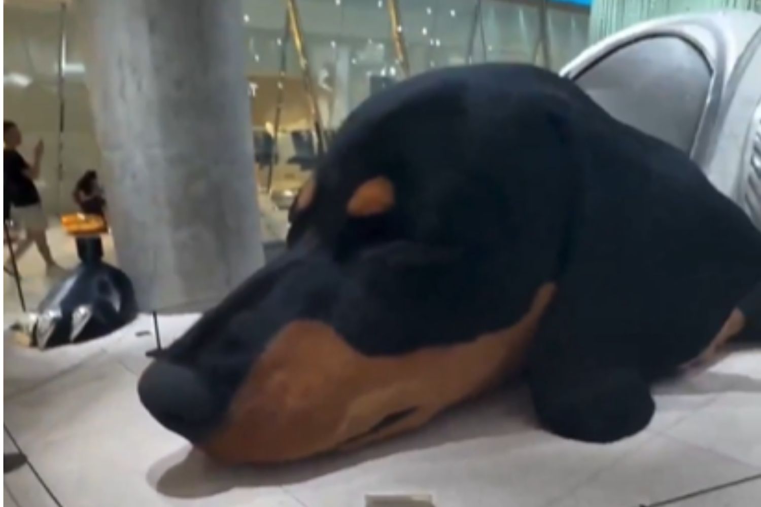 “Cachorro gigante que respira” viraliza na Tailândia — mas o que está por trás impressiona ainda mais