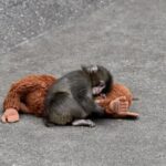 Um experimento com macacos mudou revela por que nos apegamos às pessoas