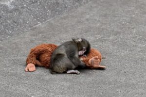 Um experimento com macacos mudou revela por que nos apegamos às pessoas