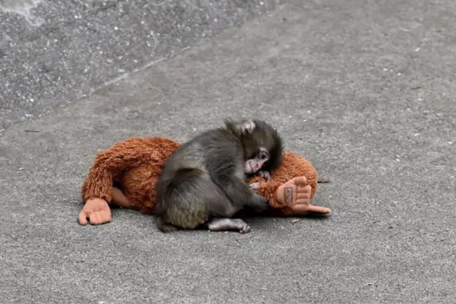 Um experimento com macacos mudou revela por que nos apegamos às pessoas