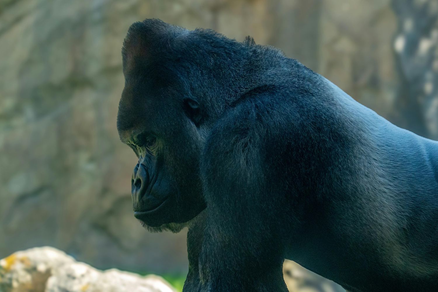 Animais de pelagem preta sofrem mais no calor? A ciência revela o que realmente acontece
