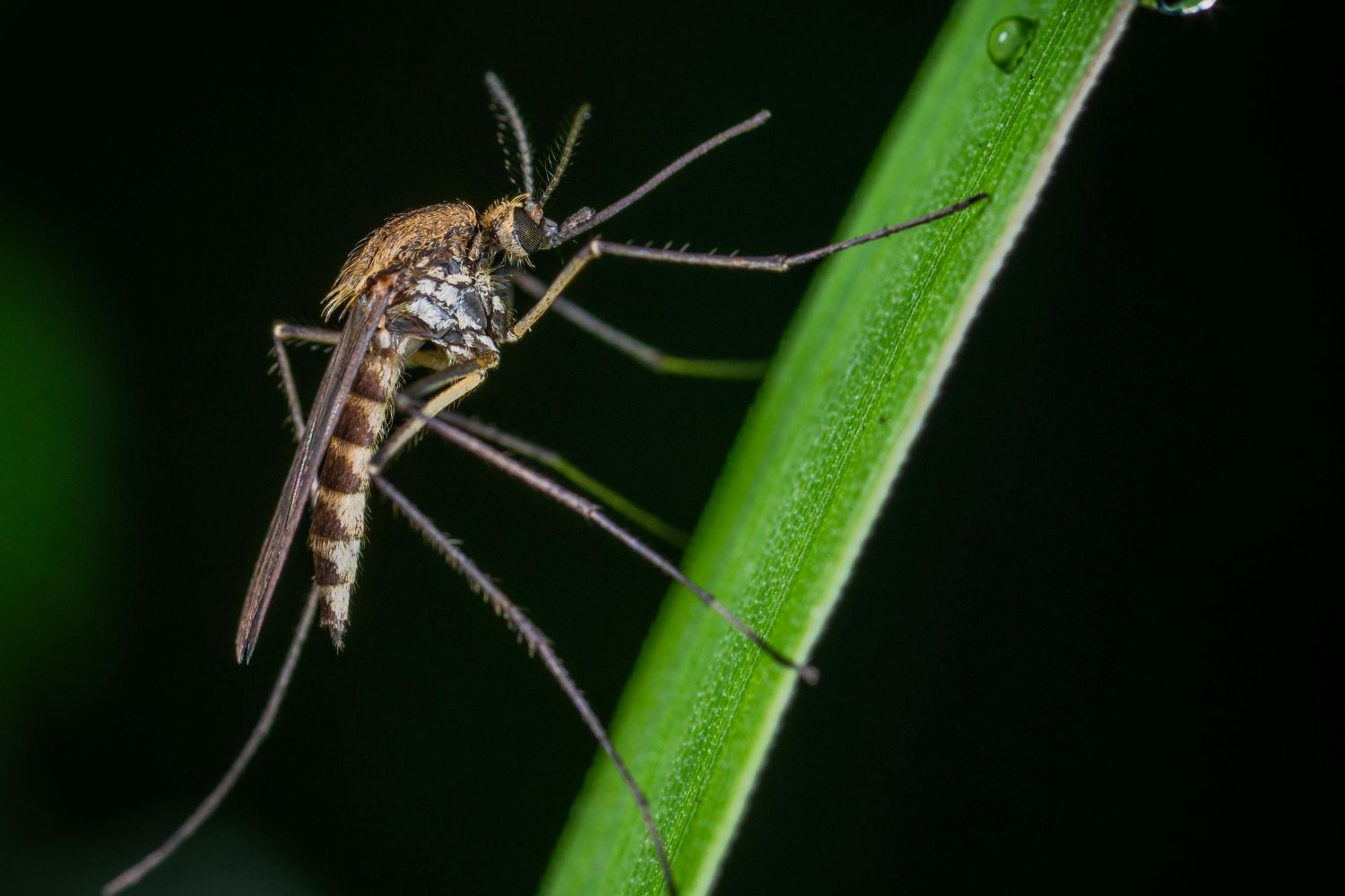 Não é o seu sangue: o que realmente faz os mosquitos escolherem você