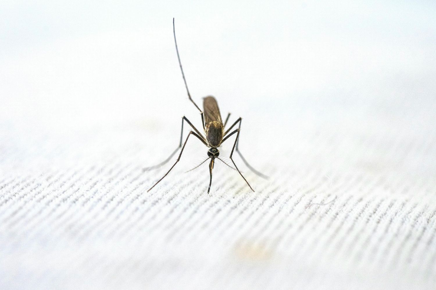 Não é o seu sangue: o que realmente faz os mosquitos escolherem você