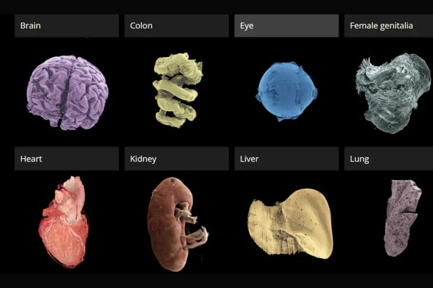 Cientistas acabam de criar algo parecido com um “Google Earth” do corpo humano — e ele pode mudar a medicina