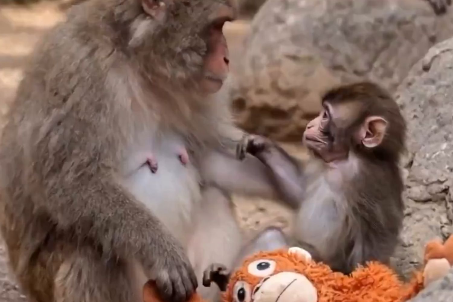 Um experimento com macacos mudou revela por que nos apegamos às pessoas