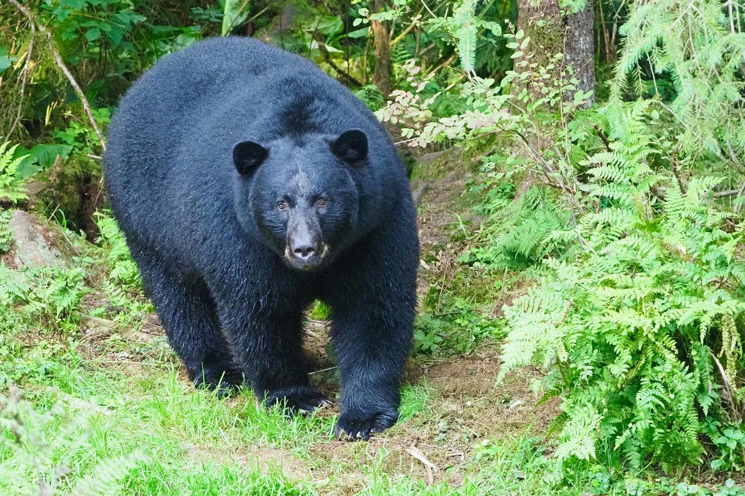 Animais de pelagem preta sofrem mais no calor? A ciência revela o que realmente acontece