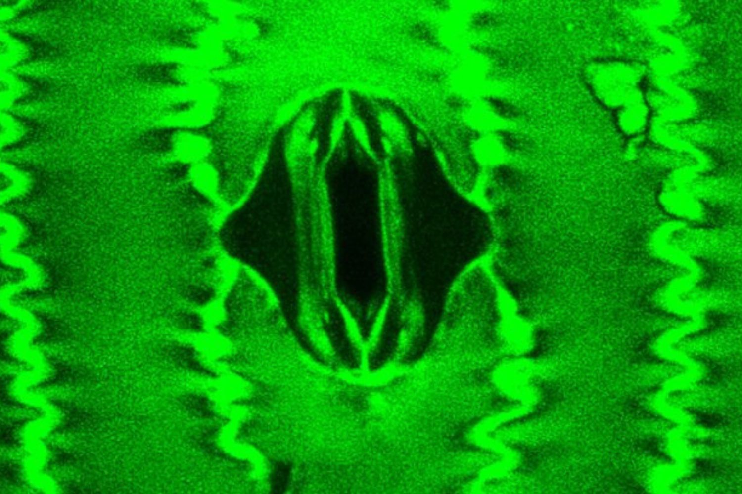Cientistas conseguem observar plantas “respirando” em tempo real pela primeira vez