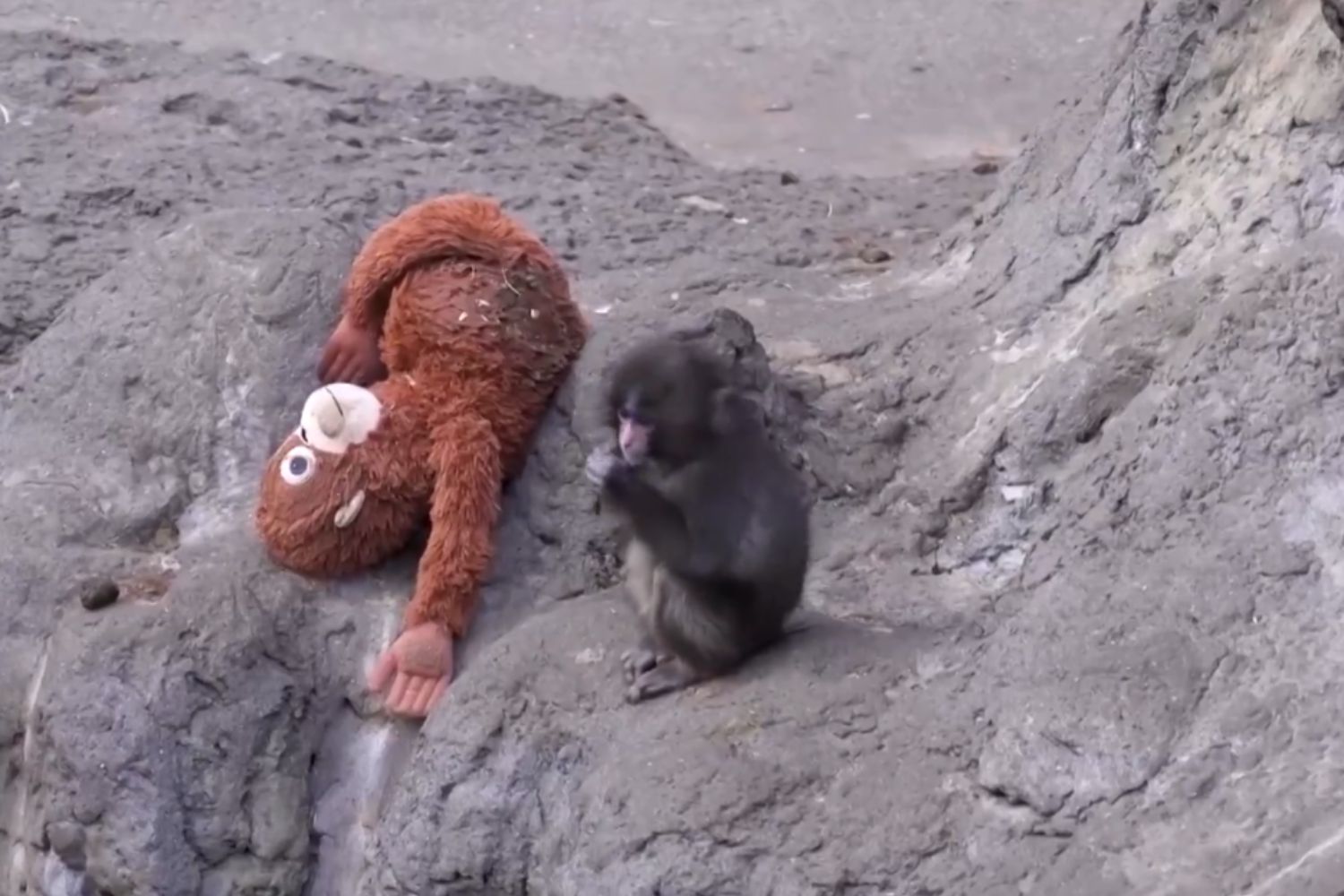 Um experimento com macacos mudou revela por que nos apegamos às pessoas