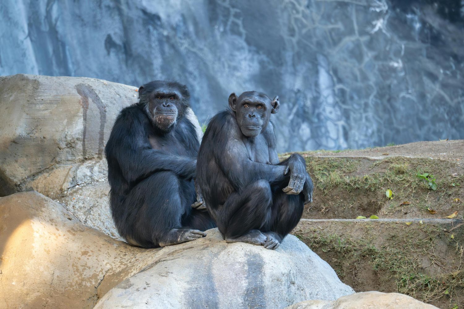 Animais de pelagem preta sofrem mais no calor? A ciência revela o que realmente acontece