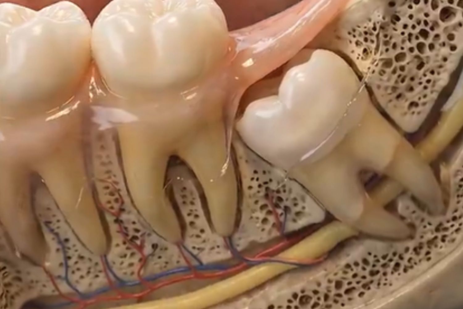 Nem todo mundo desenvolve os famosos dentes do siso: a ciência explica por quê