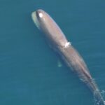 Cientistas registram parto de cachalote e revelam cooperação entre fêmeas