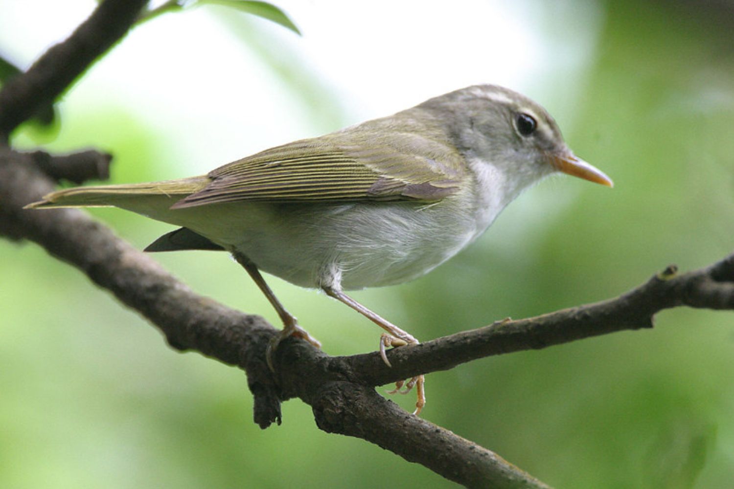 Durante anos, cientistas acreditaram estar observando apenas uma espécie de ave no Japão, mas um detalhe quase imperceptível escondia milhões de anos de evolução
