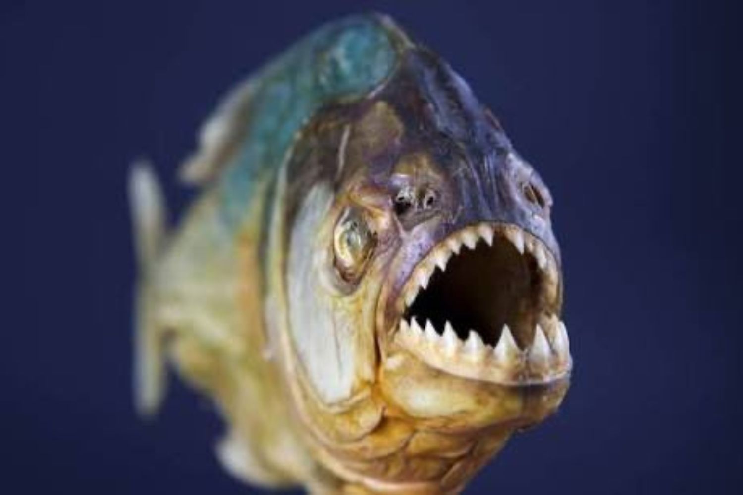 Um relato extremo vindo da Coreia do Norte afirma que Kim Jong-un usou um estranho método de execução: um tanque com piranhas