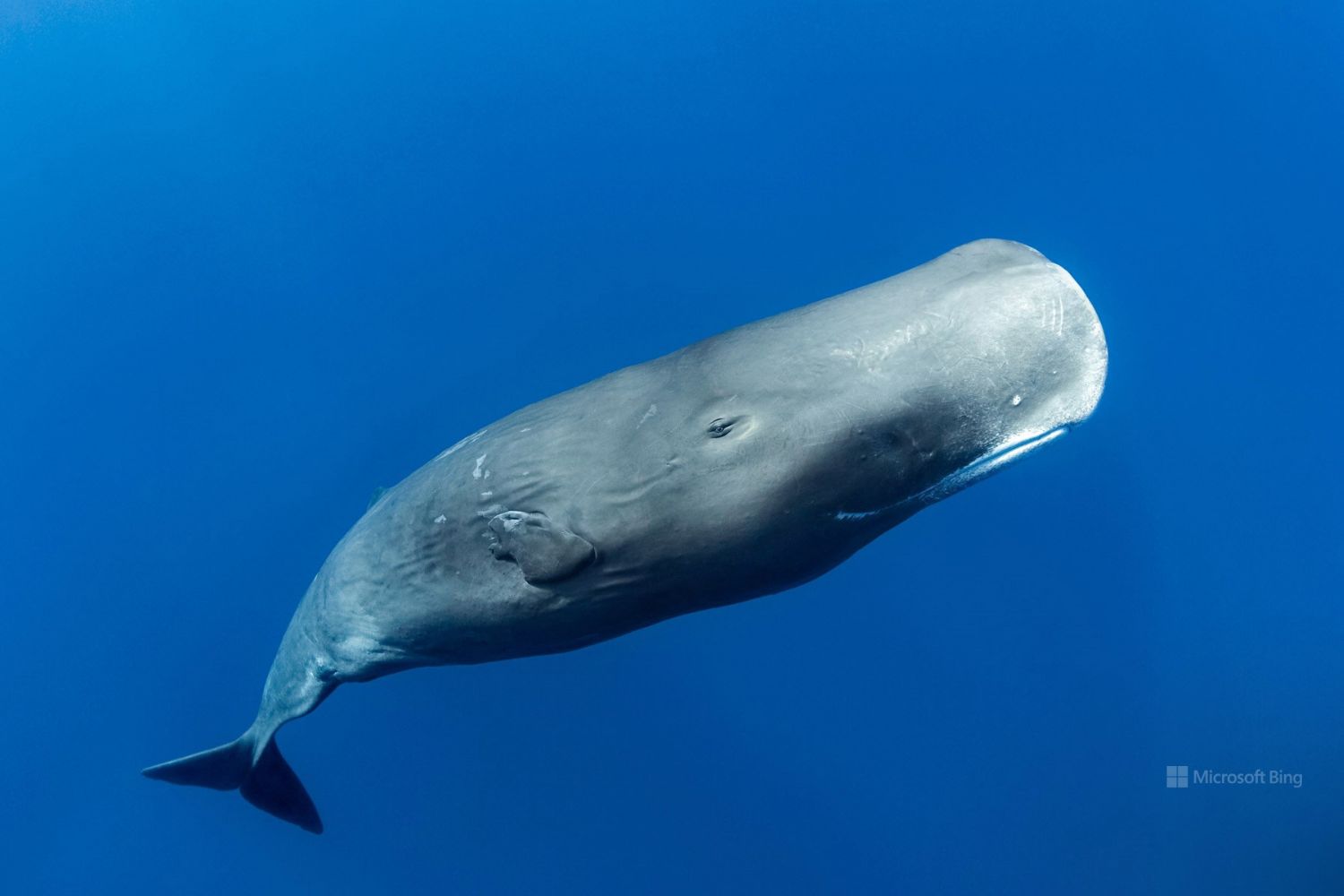 Cientistas registram parto de cachalote e revelam cooperação entre fêmeas