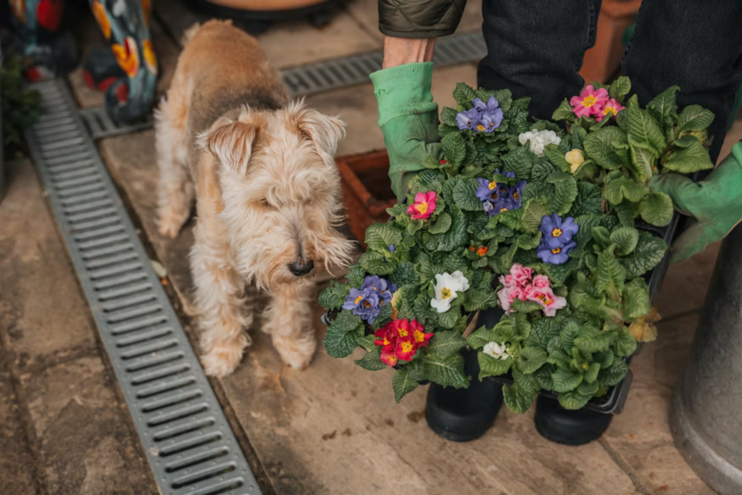 Pets Plantas