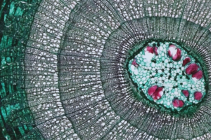 “teto” Biológico