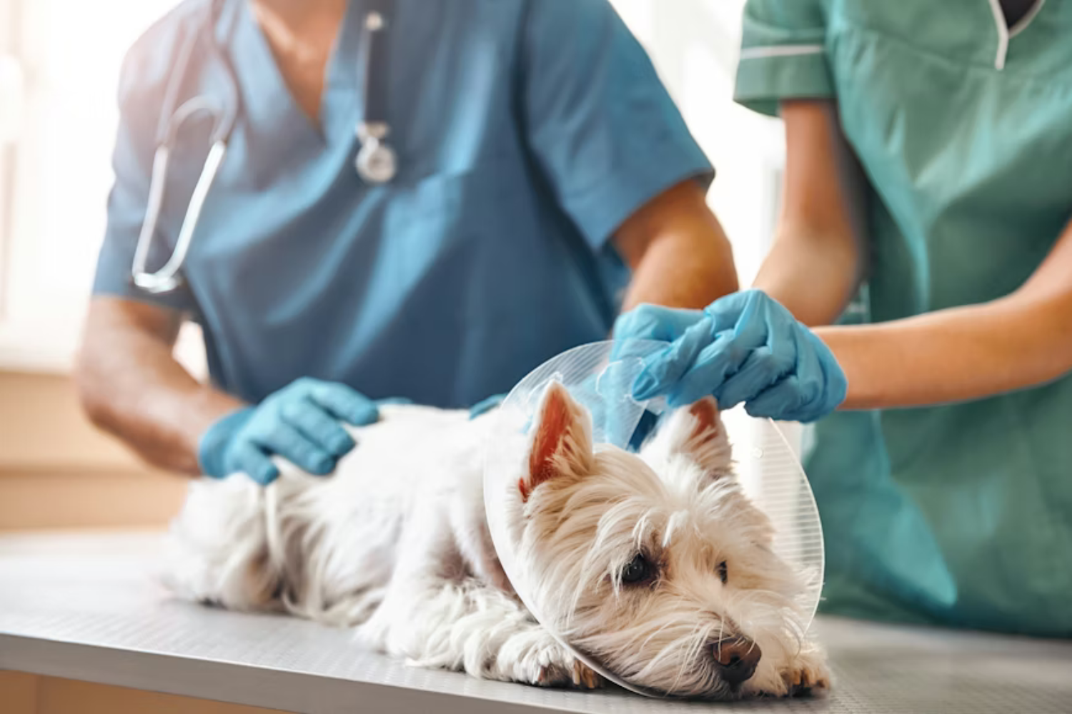 Veterinario