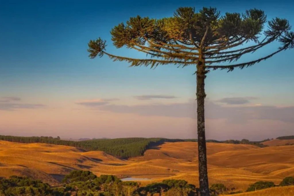Araucaria Sao Paulo