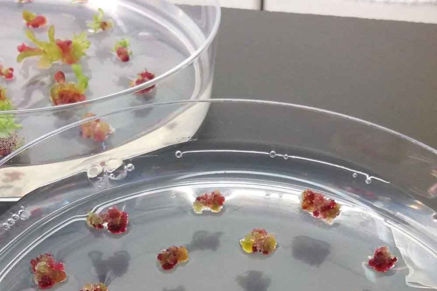 Parece natural demais para ser tecnologia: o novo curativo que está surpreendendo a ciência