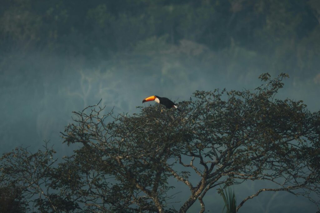 O que existe na névoa da Amazônia pode mudar o que sabemos sobre a floresta