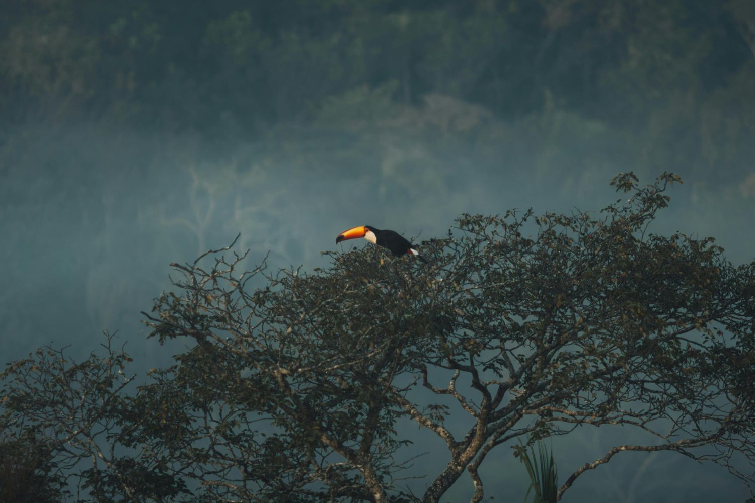 O que existe na névoa da Amazônia pode mudar o que sabemos sobre a floresta
