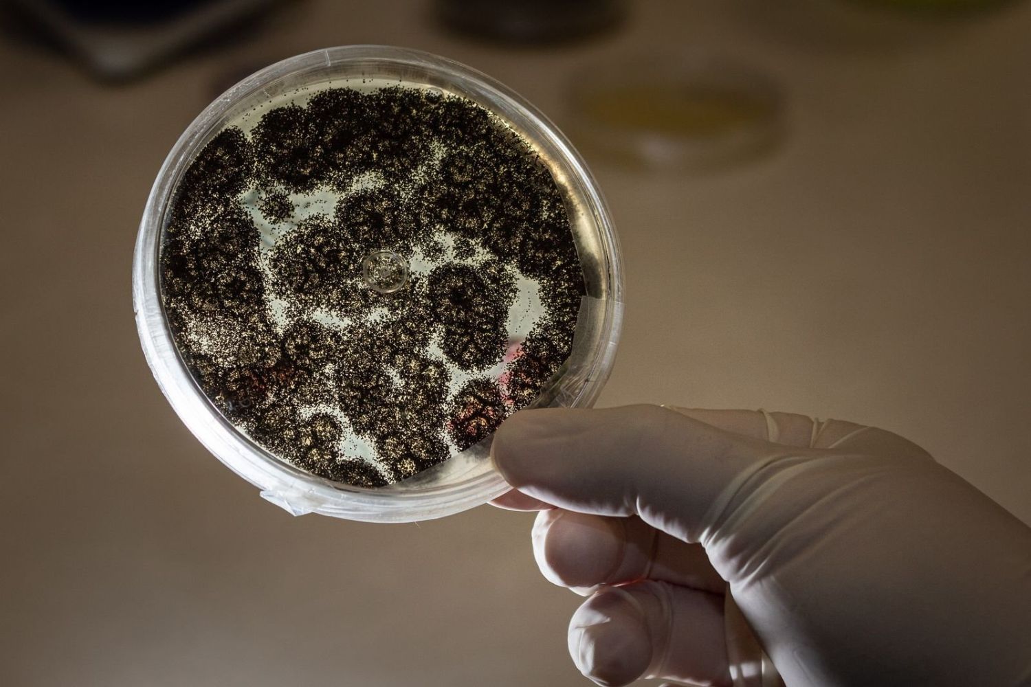 O que existe na névoa da Amazônia pode mudar o que sabemos sobre a floresta