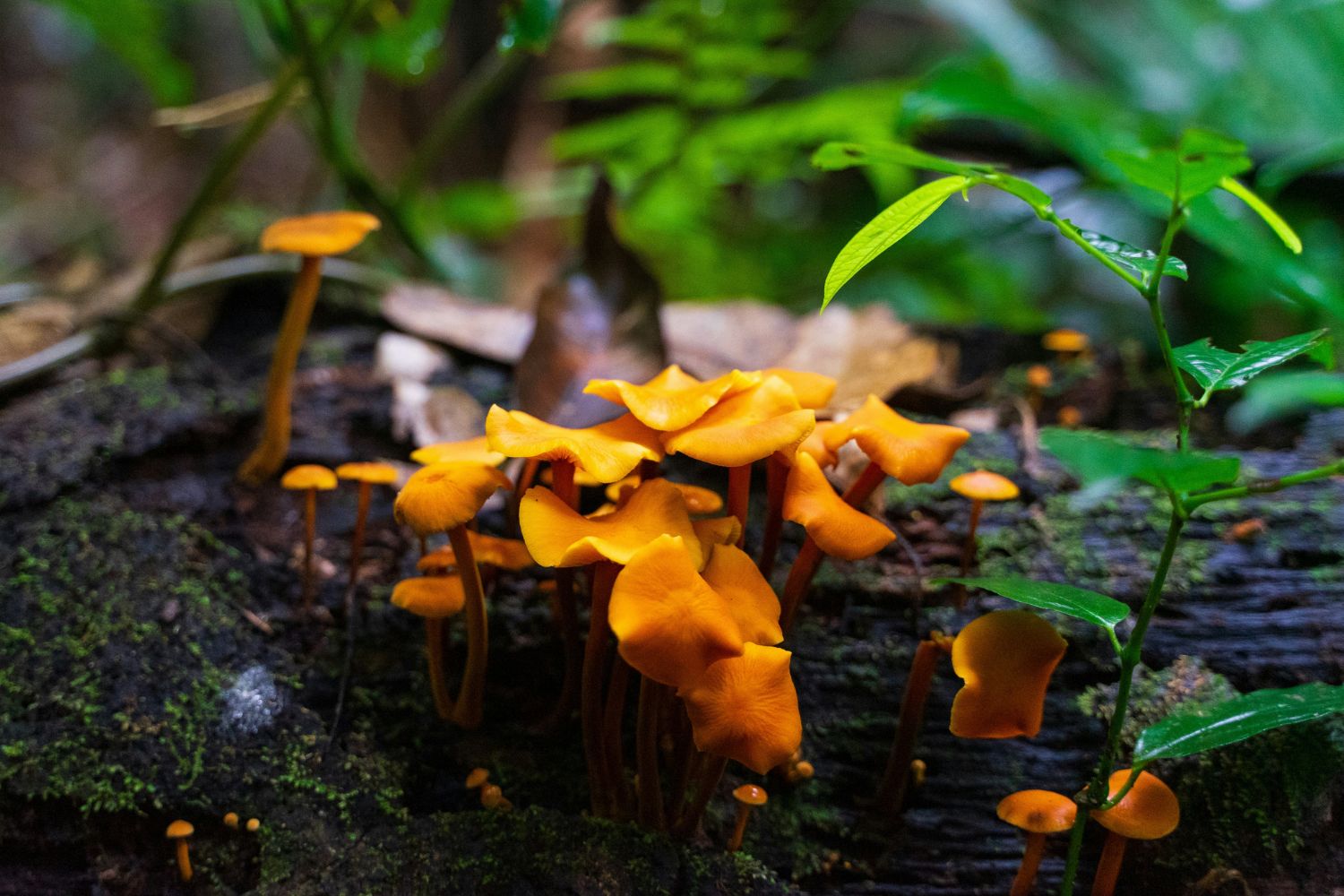 O que existe na névoa da Amazônia pode mudar o que sabemos sobre a floresta