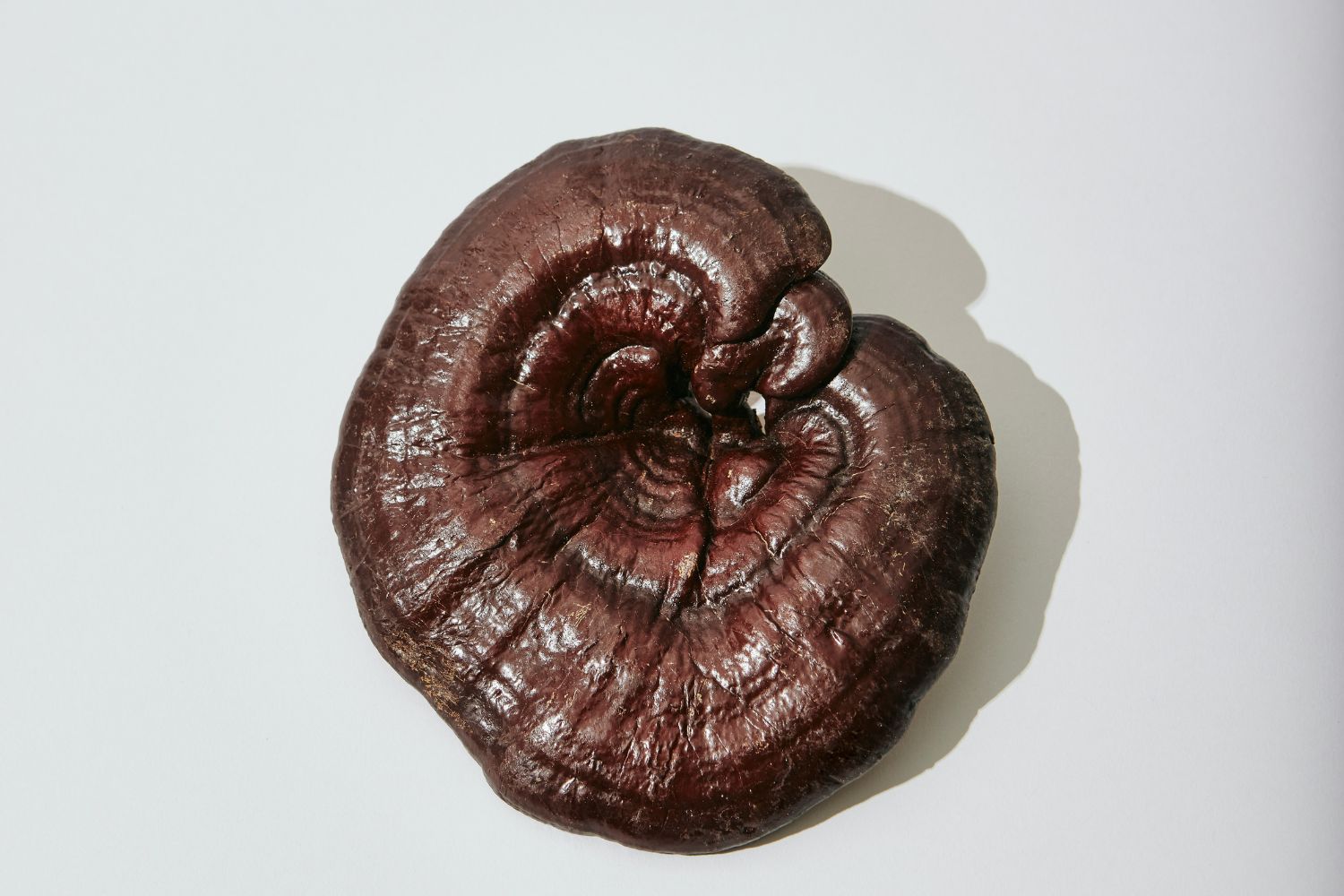 Parece natural demais para ser tecnologia: o novo curativo que está surpreendendo a ciência