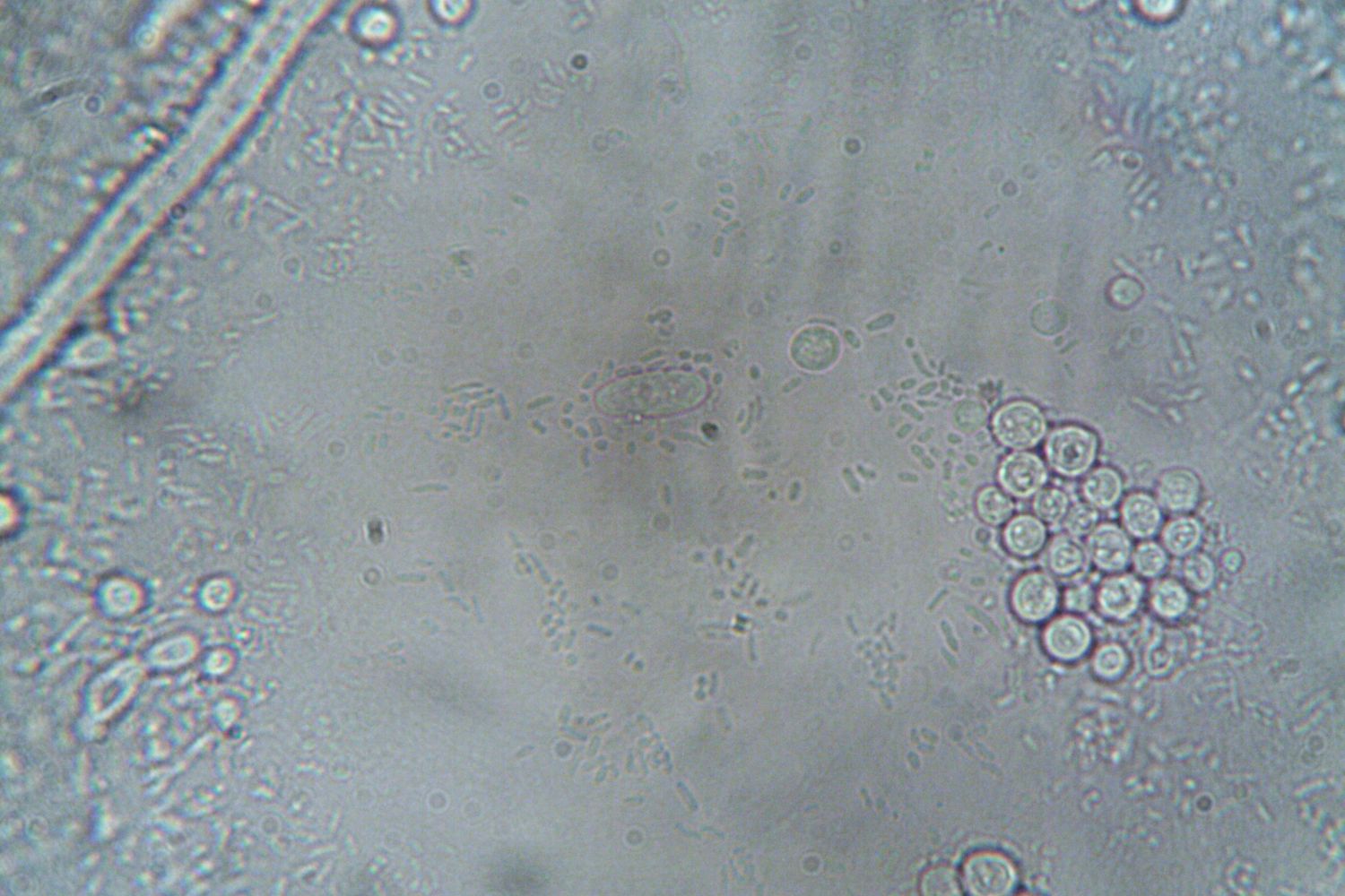 Cientistas aprenderam a “programar” tecidos vivos — o resultado parece ficção científica