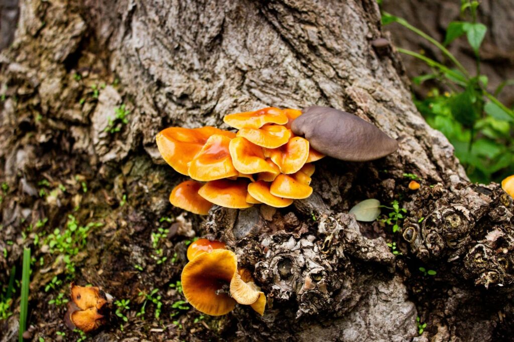 Parece natural demais para ser tecnologia: o novo curativo que está surpreendendo a ciência