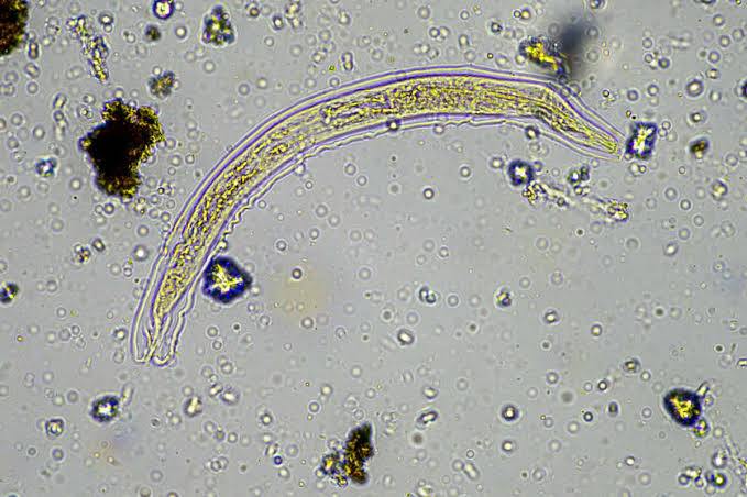 O “gusano zumbi”: uma criatura congelada por 24 mil anos acordou