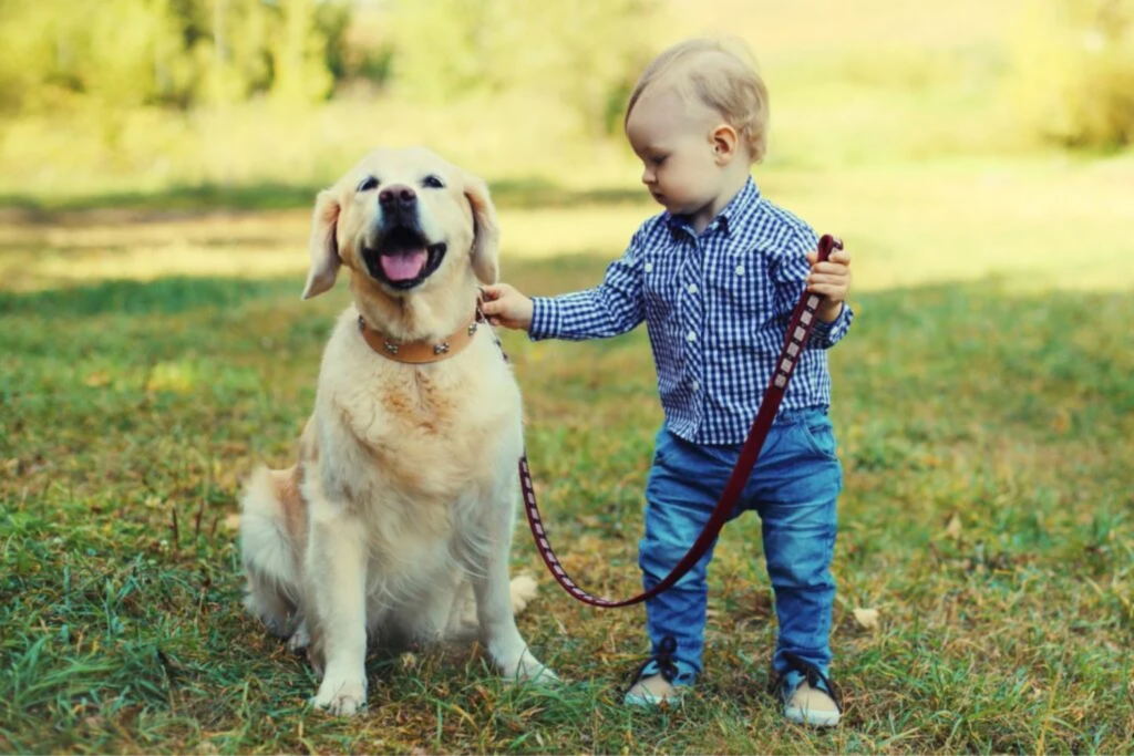 Ter Um Cachorro Ou Gato