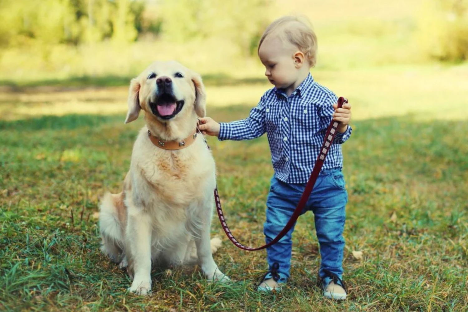 Ter Um Cachorro Ou Gato