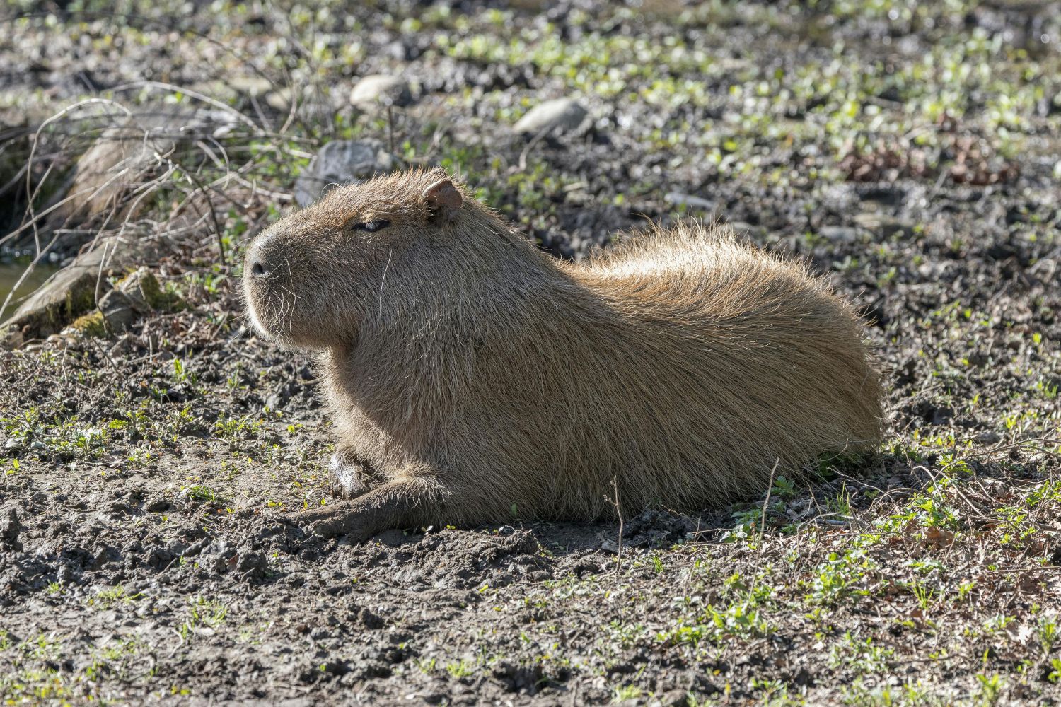 Um fóssil inesperado revelou algo surpreendente sobre um animal famoso