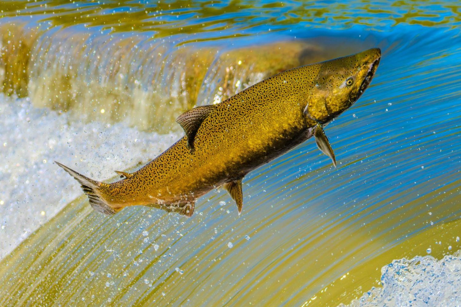 Agora os peixes também estão consumindo cocaína: o estudo que revelou o impacto nos salmões