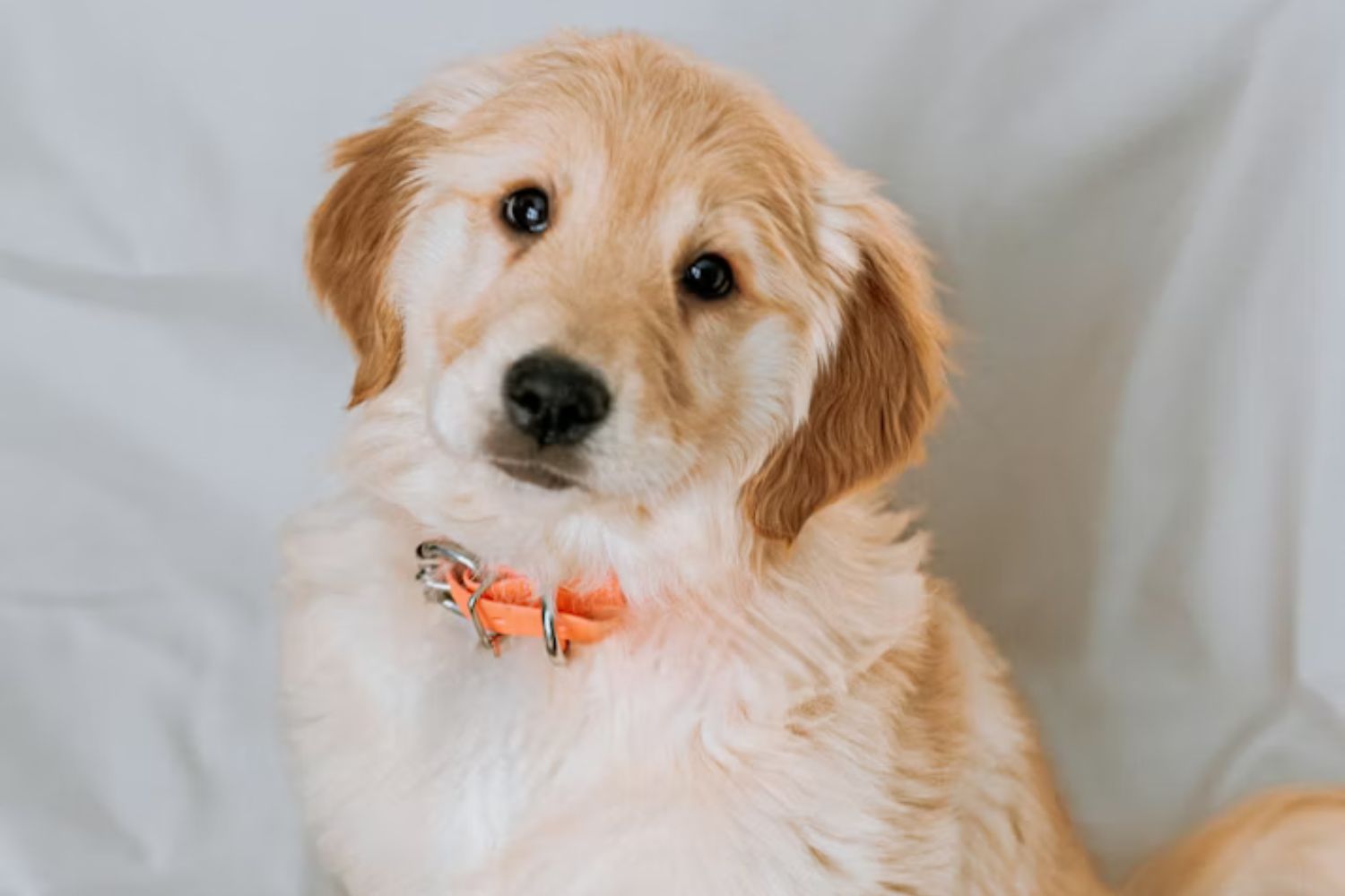 Por que os cães inclinam a cabeça quando você fala? A ciência finalmente tem uma resposta surpreendente