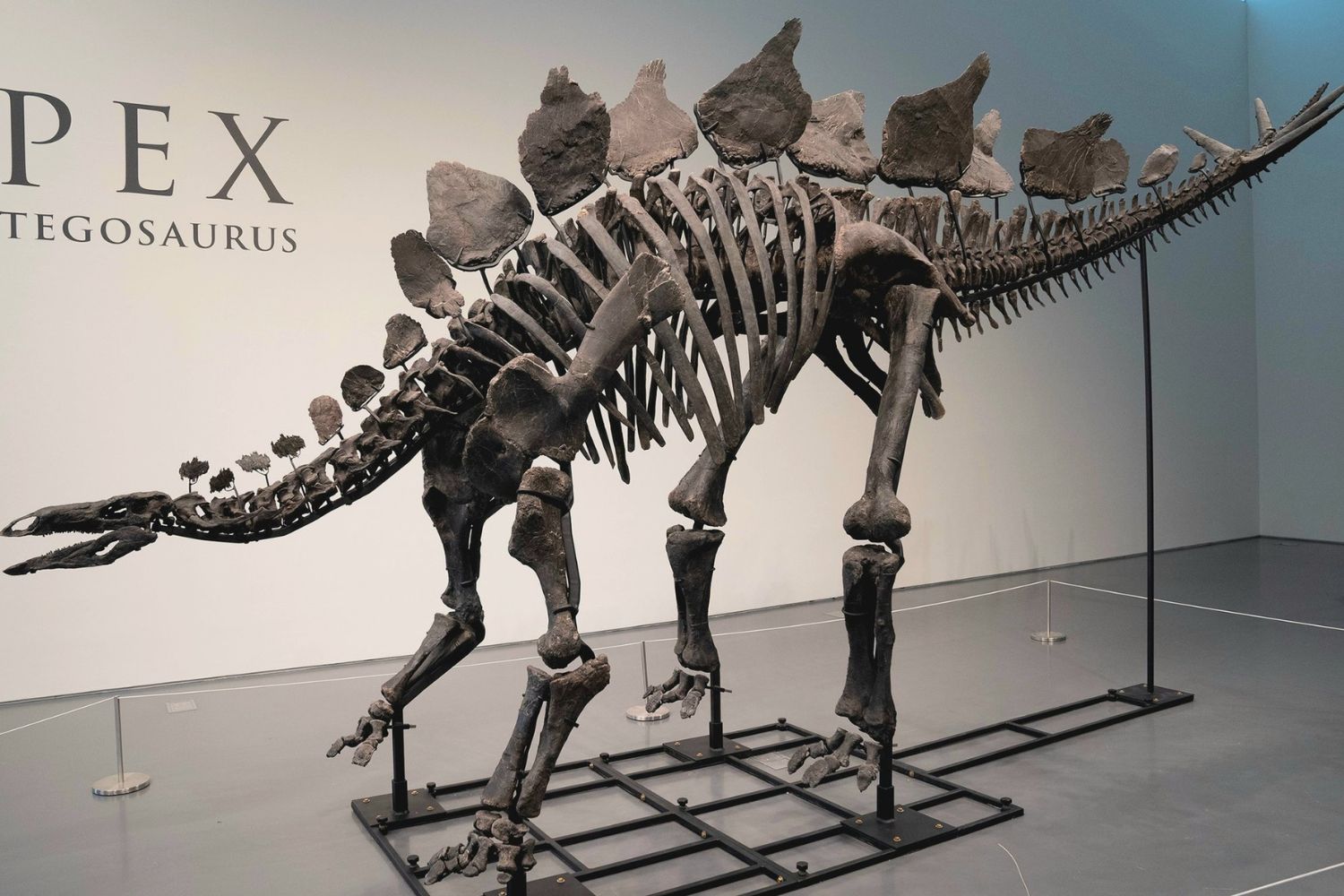 Um fóssil raro encontrado na Europa pode mudar tudo o que sabíamos sobre dinossauros