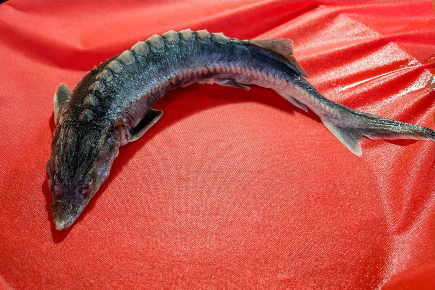 Durante anos, a ideia de “trazer de volta os dinossauros” foi pura ficção. Agora, um projeto ambiental está conseguindo algo que, sem ser exatamente isso, chega mais perto do que imaginávamos