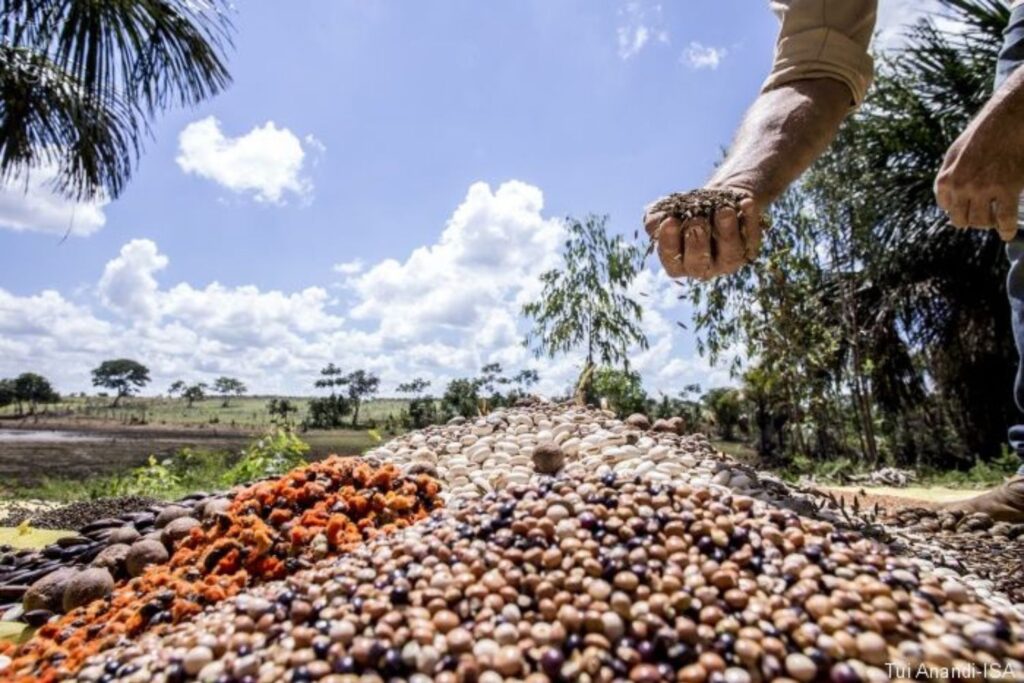 Brasil aposta em técnica ancestral para recuperar florestas degradadas
