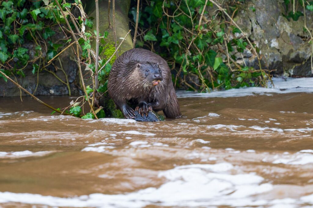 Depois de 11 anos sem registros, um dos mamíferos mais raros reaparece