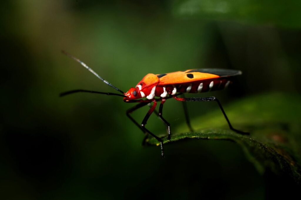 Cientistas alertam para desaparecimento global de insetos que pode provocar impacto em toda a cadeia alimentar