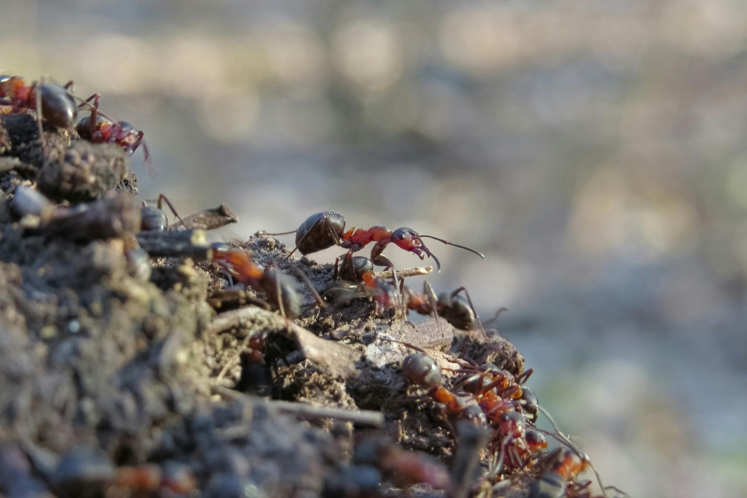 Cientistas ficaram intrigados com o achado de uma criança de 8 anos