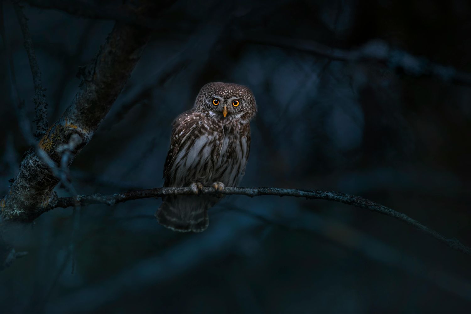 Você funciona melhor à noite? A ciência explica por que isso não é falta de disciplina