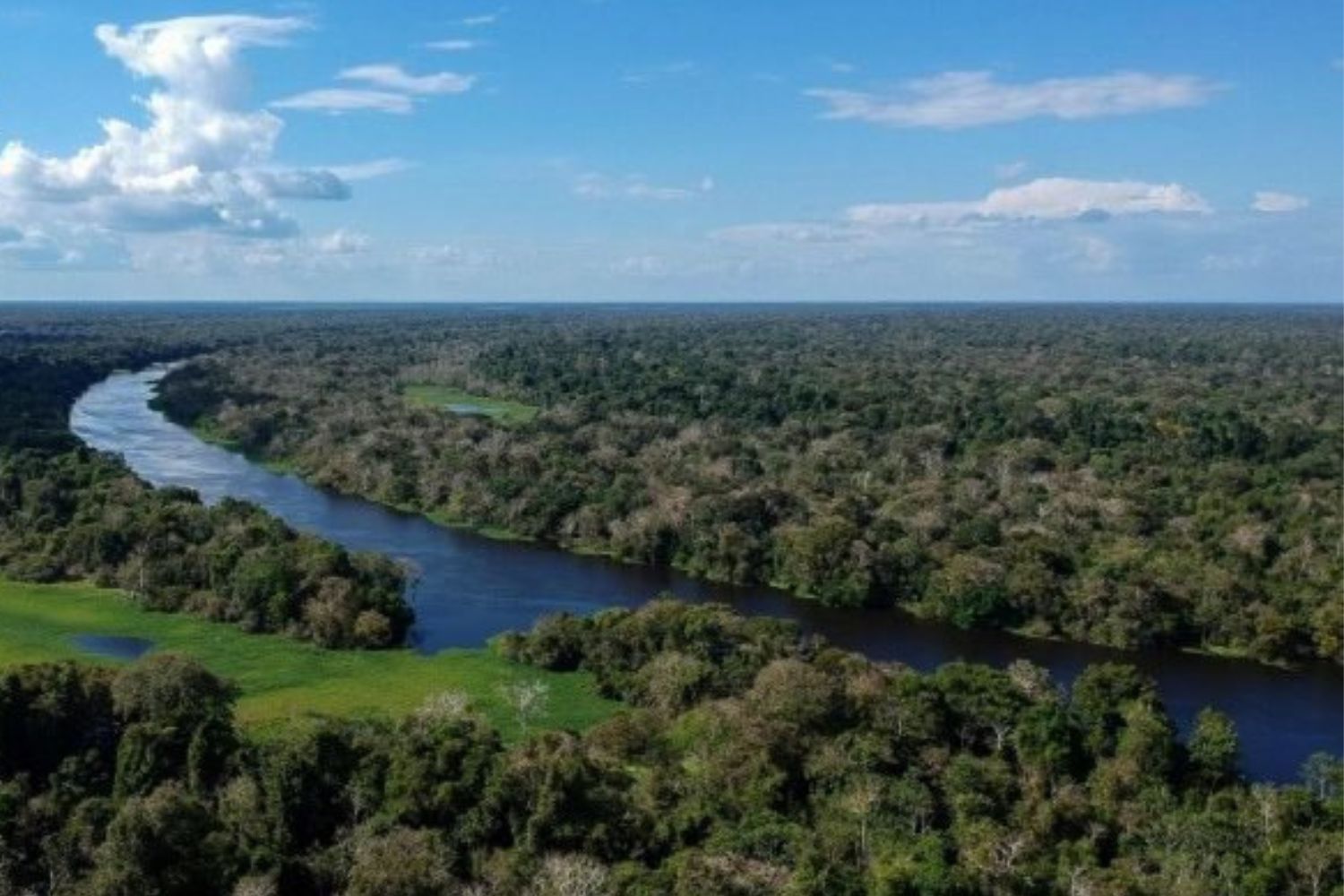 Brasil aposta em técnica ancestral para recuperar florestas degradadas
