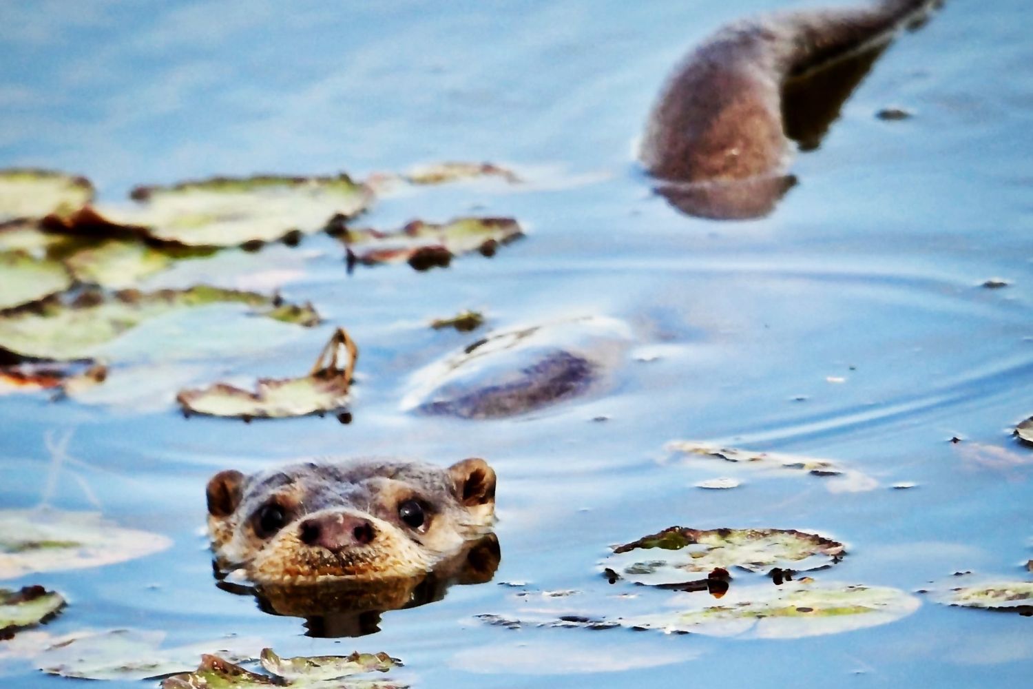 Depois de 11 anos sem registros, um dos mamíferos mais raros reaparece